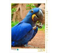 Puzzle CALVENDO Ara Jacinthe ludique | 1000 pièces, format assemblé 64 × 48 cm |