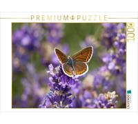 Puzzle CALVENDO Azuré de l'épiaire sur lavande | 1000 pièces, format assemblé 64