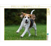 CALVENDO Puzzle Le Beagle en Action 1000 Pieces 64 x 48 cm from Sista-Tierfoto
