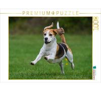 Puzzle CALVENDO Beagle - Oreilles dressées | 1000 pièces, format assemblé 64 × 4