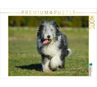 CALVENDO Puzzle Colley Barbu - Jeune mâle 1000 Pieces 64 x 48 cm from Sista-Tierfoto