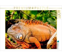 CALVENDO Puzzle Leguan 1000 Teile Puzzle quer 1000 Pieces 64 x 48 cm from Conny Krakowski