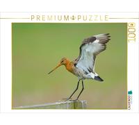 Puzzle CALVENDO Bécasseau maubèche (Limosa limosa) | 1000 pièces, format assembl