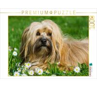 CALVENDO Puzzle Bichon Havanais - Portrait d'une Chienne 1000 Pieces 64 x 48 cm from Sista-Tierfoto