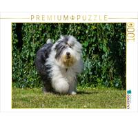 Puzzle CALVENDO Bobtail en train de courir | 1000 pièces, format assemblé 64 × 4