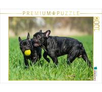 CALVENDO Puzzle Bouledogue français - Chiots au Jeu 1000 Pieces 64 x 48 cm from Sista-Tierfoto