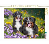 Puzzle CALVENDO Bouviers bernois - Enfin le printemps | 1000 pièces, format asse