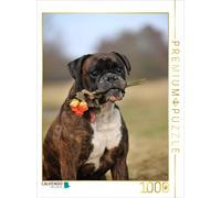 Puzzle CALVENDO Boxer à fleurs | 1000 pièces, format assemblé 64 × 48 cm | Puzzl
