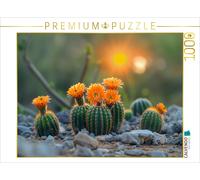 Puzzle CALVENDO Cactus à fleurs orange | 1000 pièces, format assemblé 64 × 48 cm