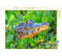 Puzzle CALVENDO Caïman à lunettes, Pantanal, Brésil | 1000 pièces, format assemb