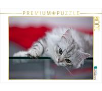 Puzzle CALVENDO Chaton britannique à poil long | 1000 pièces, format assemblé 64