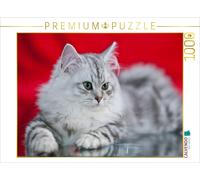 Puzzle CALVENDO Chaton britannique à poil long | 1000 pièces, format assemblé 64