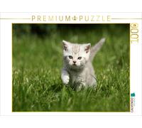CALVENDO Puzzle Britisch Kurzhaar Kätzchen / British Shorthair Kitten 1000 Teile Puzzle quer 1000 Pieces 64 x 48 cm from Jeanette Hutfluss