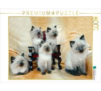 Puzzle CALVENDO Chaton Ragdoll | 1000 pièces, format assemblé 64 × 48 cm | Puzzl