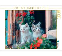 Puzzle CALVENDO Chatons - Nés près de la fenêtre | 1000 pièces, format assemblé