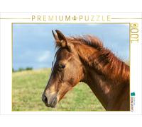 CALVENDO Puzzle Cheval sous Le Ciel Ouvert 1000 Pieces 64 x 48 cm from Margret v Conta