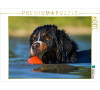 CALVENDO Puzzle Bouvier Bernois Javaro 1000 Pieces 64 x 48 cm from Sista-Tierfoto