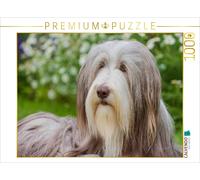 CALVENDO Puzzle Chienne Collie Barbu 1000 Pieces 64 x 48 cm from Sista-Tierfoto