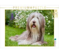 CALVENDO Puzzle Chienne Collie Barbu 1000 Pieces 64 x 48 cm from Sista-Tierfoto