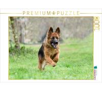 Puzzle CALVENDO Chienne de berger | 1000 pièces, format assemblé 64 × 48 cm | Pu