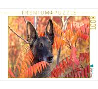 Puzzle CALVENDO chienne Malinois | 1000 pièces, format assemblé 64 × 48 cm | Puz