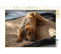 Puzzle CALVENDO Chienne Rhodesian Ridgeback | 1000 pièces, format assemblé 64 ×