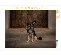 CALVENDO Puzzle Chihuahuas Rose 1000 Pieces 64 x 48 cm from Oliver Pinkoss