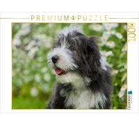 CALVENDO Puzzle Chiot Collie Barbu 1000 Pieces 64 x 48 cm from Sista-Tierfoto