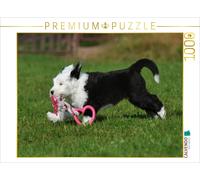 CALVENDO Puzzle Jouer au Chiot Bobtail 1000 Pieces 64 x 48 cm from Sista-Tierfoto