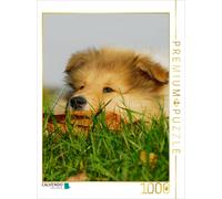 Puzzle CALVENDO Chiot colley | 1000 pièces, format assemblé 64 × 48 cm | Puzzle