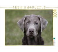 CALVENDO Puzzle Chiot du Labrador 1000 Pieces 64 x 48 cm from Martina Berg