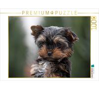 Puzzle CALVENDO Chiot Yorkshire Terrier | 1000 pièces, format assemblé 64 × 48 c