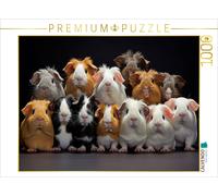 Puzzle CALVENDO Cochons d'Inde l'un sur l'autre | 1000 pièces, format assemblé 6