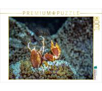 Puzzle CALVENDO crabe-anémone | 1000 pièces, format assemblé 64 × 48 cm | Puzzle