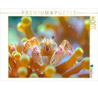 Puzzle CALVENDO Crabe en porcelaine dans une anémone | 1000 pièces, format assem