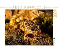 CALVENDO Puzzle Crapaud Accoucheur de Majorque (Alytes muletensis) 1000 Pieces 64 x 48 cm from Axel Hilger