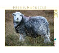 CALVENDO Puzzle Portrait de Mouton 1000 Pieces 64 x 48 cm from Martina Cross
