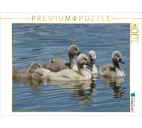 Puzzle CALVENDO Cygne et son petit | 1000 pièces, format assemblé 64 × 48 cm | P