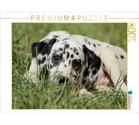 Puzzle CALVENDO dalmatien à taches | 1000 pièces, format assemblé 64 × 48 cm | P