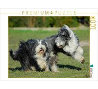 Puzzle CALVENDO Des bearded collies en train de jouer | 1000 pièces, format asse