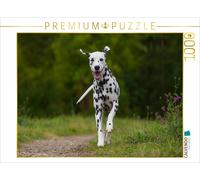 CALVENDO Puzzle Dalmatien sur Le pré 1000 Pieces 64 x 48 cm from Sista-Tierfoto