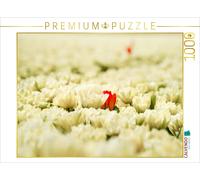 Puzzle CALVENDO Des tulipes blanches et roses à Julianadorp | 1000 pièces, forma