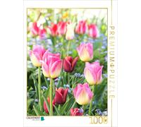 CALVENDO Puzzle des Tulipes colorées avec des Myosotis 1000 Pieces 48 x 64 cm from Gisela Kruse