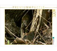 CALVENDO Puzzle Zwei Wanderratten 1000 Teile Puzzle quer 1000 Pieces 64 x 48 cm from Kattobello