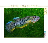 CALVENDO Puzzle Epiplatys esekanus - Cameroun 1000 Pieces 64 x 48 cm from Rudolf Pohlmann