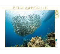 CALVENDO Puzzle Boule de Poisson - Playa Piskado - Curaçao 1000 Pieces 64 x 48 cm from NaturePicsFilms