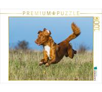 CALVENDO Puzzle Chien Volant Nouvelle-Écosse Duck Tolling Retriever 1000 Pieces 64 x 48 cm from Sista-Tierfoto