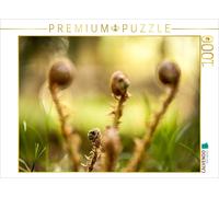 CALVENDO Puzzle Dryopteris filix-mas (Dryopteris filix-mas) 1000 Pieces 64 x 48 cm from Markus Wuchenauer