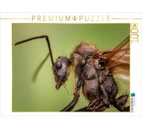CALVENDO Puzzle Fourmi 1000 Pieces 64 x 48 cm from Renate Bleicher