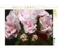 CALVENDO Puzzle Pelargonium Millfield Rose 1000 Pieces 64 x 48 cm from Martina Cross